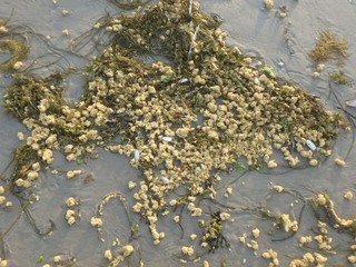 Imagen: AsociaciĂłn Sea-Mer.